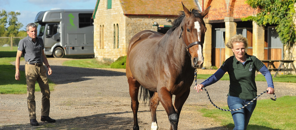Trot up